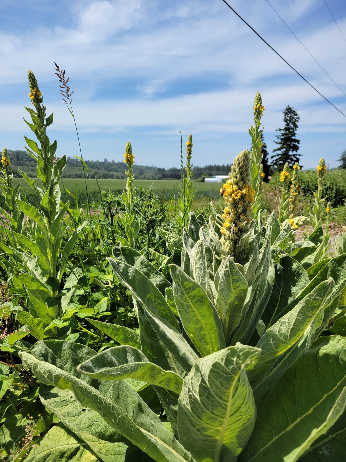 Mullein Powder